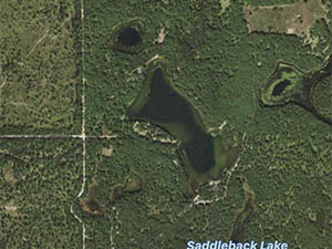 Bass Lake Homes and Land for Sale